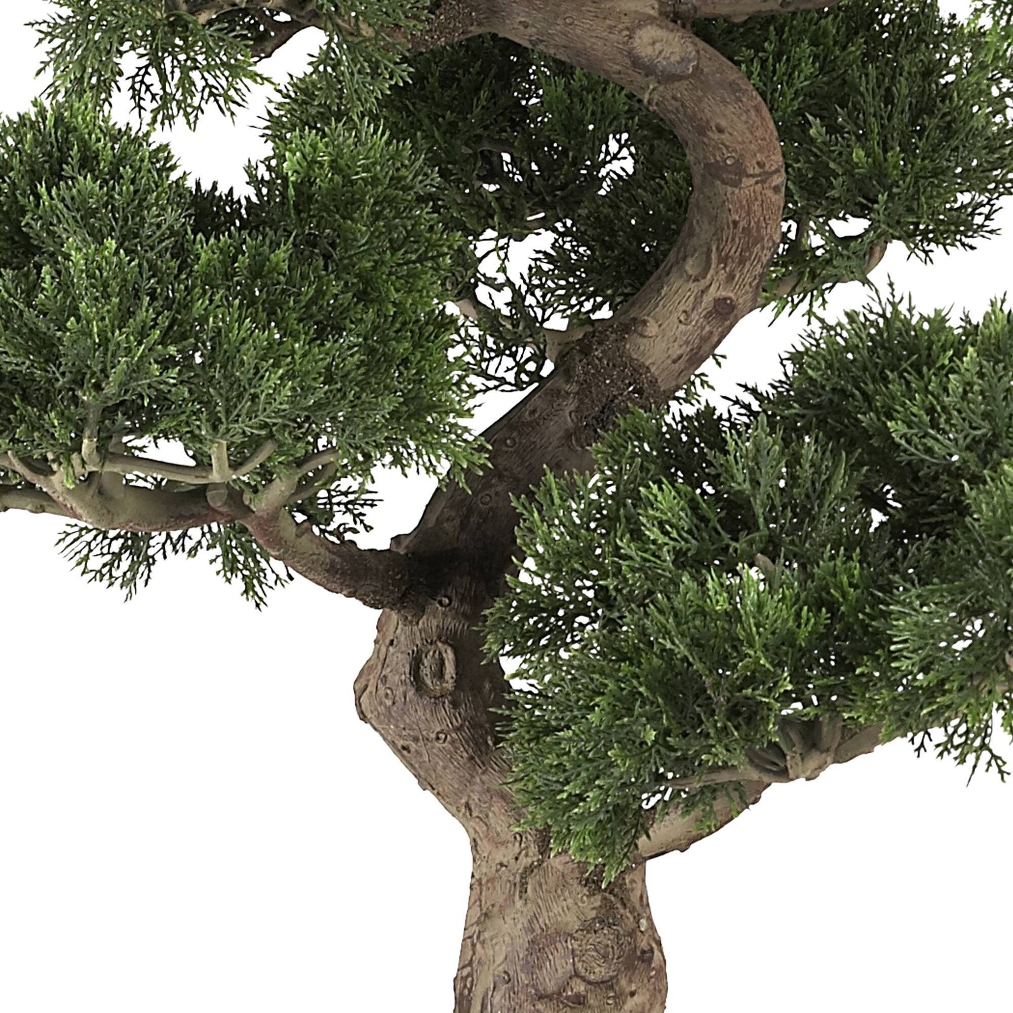 3ft. Potted Cedar Bonsai Plant